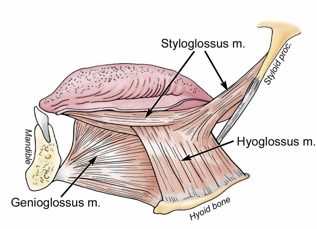 Hyoid Bone Anatomy Function Anatomy Info