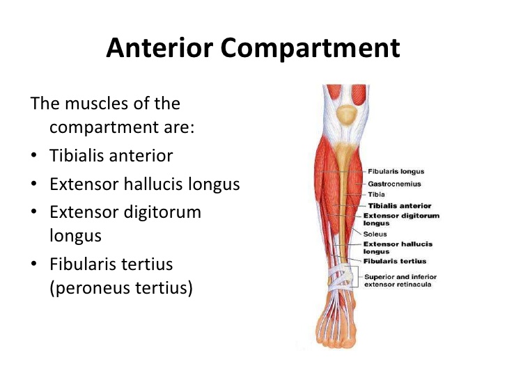 Anterior Compartment Leg Muscles