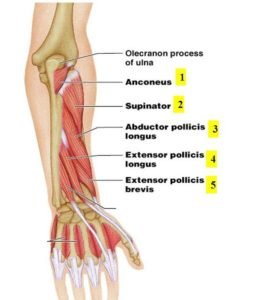 Deep Posterior Compartment of forearm muscles