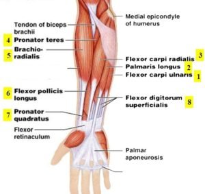 Forearm Anterior Compartment Superficial muscles - Anatomy Info