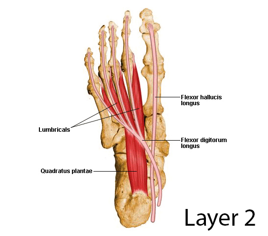 Second Layer of the Plantar Aspect of the Foot
