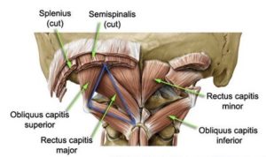 Suboccipital Muscles