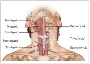 Suprahyoid Muscles