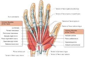 Hand muscles : Attachment, Nerve Supply & Action - Anatomy Info