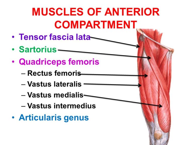 Thigh Muscles Attachment Nerve Supply And Action Anatomy Info 6537