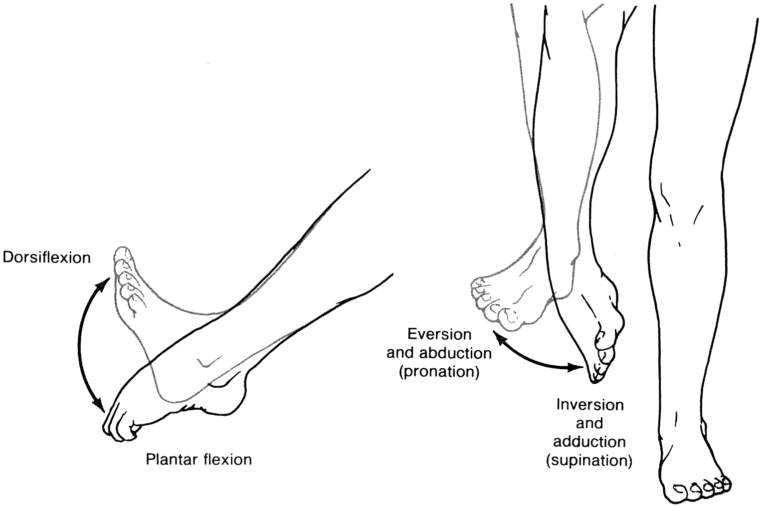 ankle & foot movement - Anatomy Info