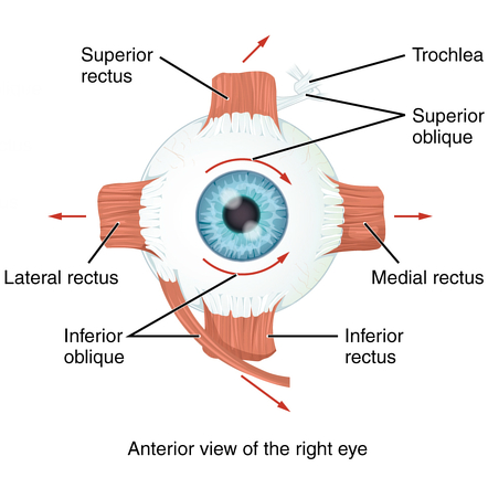 eye muscles anatomy