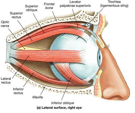 Eye Muscles : Attachment, Nerve Supply & Action - Anatomy Info