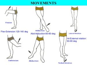 hip movements