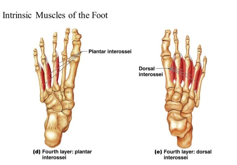 Foot Muscles Attachment, Nerve Supply & Action Anatomy Info
