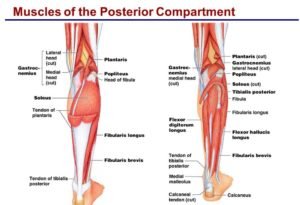 Posterior Compartment leg muscles