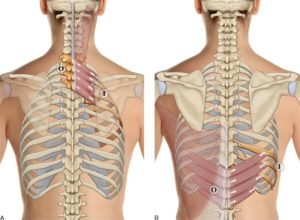 serratus posterior superior and inferior