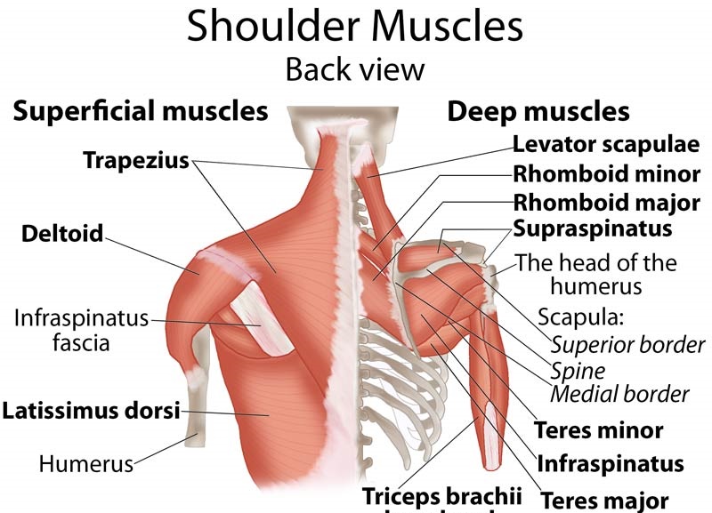 shoulder muscles deep