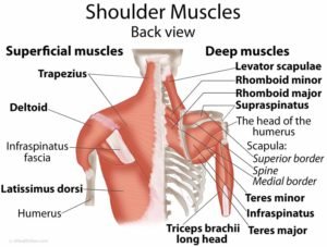 shoulder muscles deep