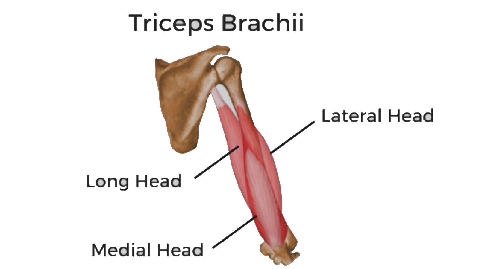 triceps brachii - Anatomy Info