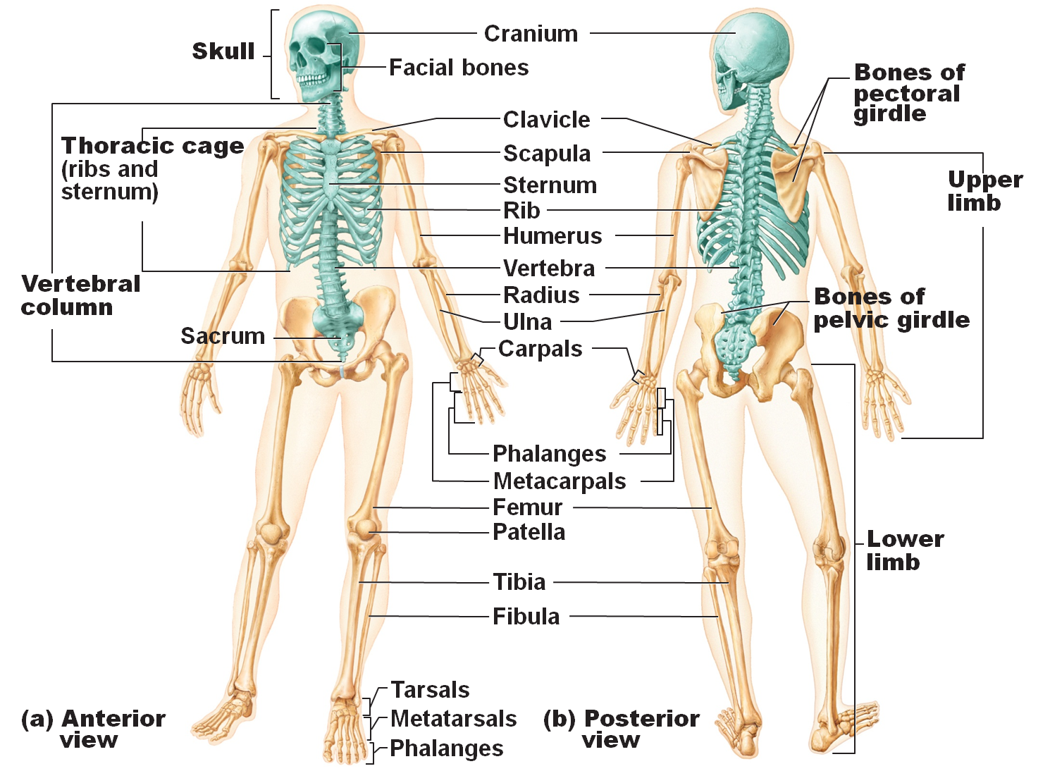Bones in the Body