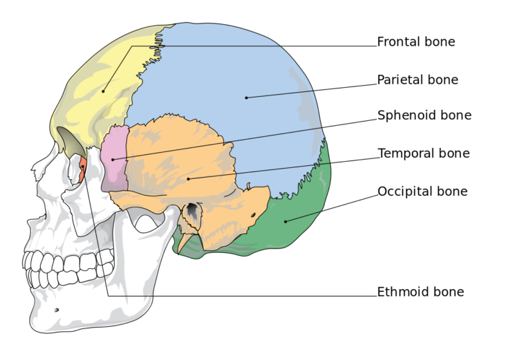 Skull Bone Anatomy And Clinical Significances Anatomy Info 0264