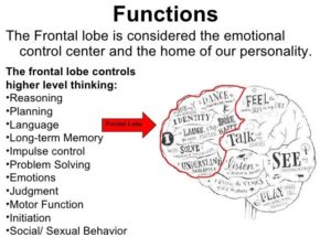 Frontal Lobe function