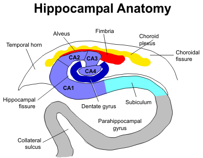 Hippocampus Anatomy