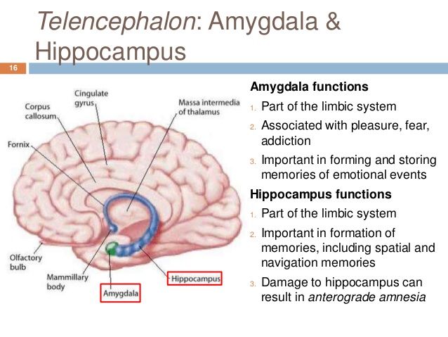 Hippocampus Function