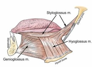 Hyoid Bone attachment