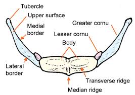 Hyoid Bone structure