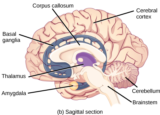amygdala anatomy