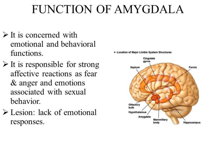 amygdala function - Anatomy Info