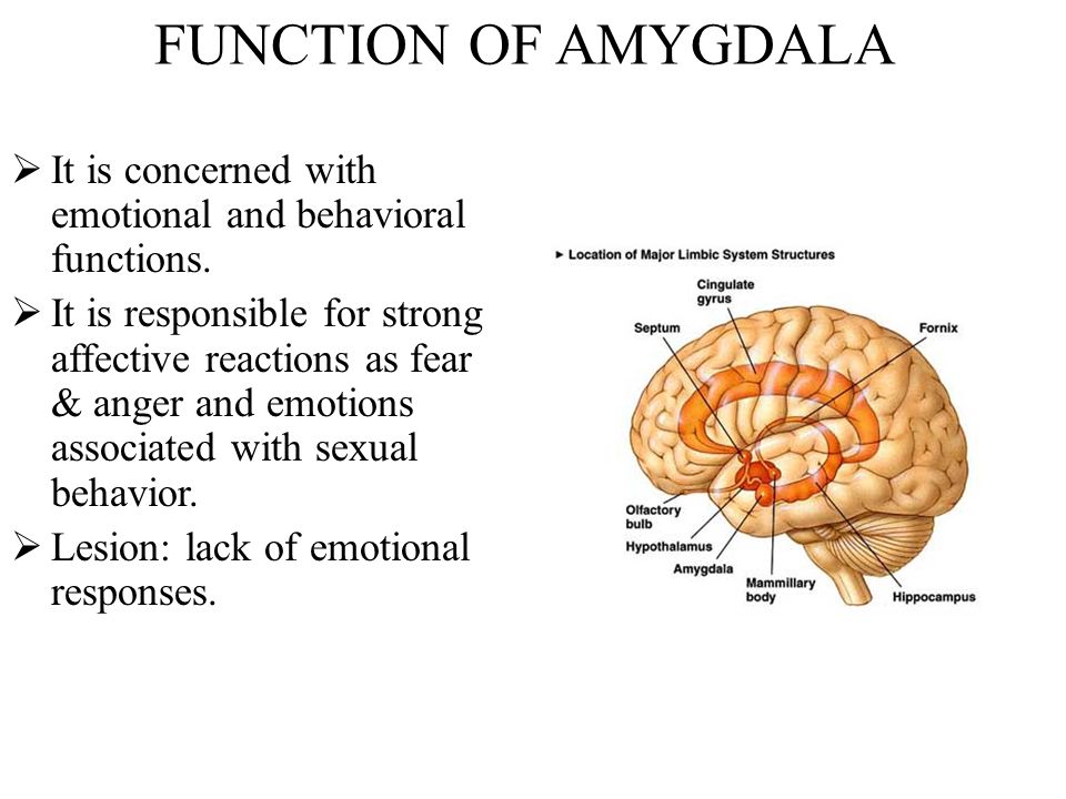amygdala function