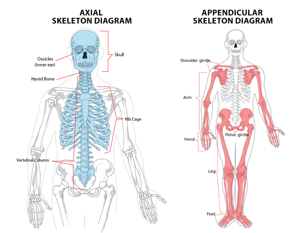 how many bones in axial and appendicular skeleton