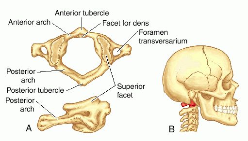 atlas bone anatomy