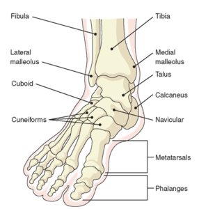 foot bones