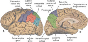 parietal lobe anatomy