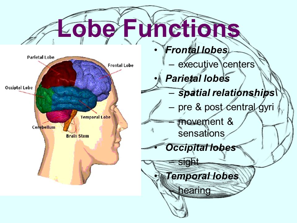 parietal lobe function