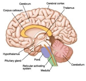 Pons : Anatomy , Location & Function - Anatomy Info