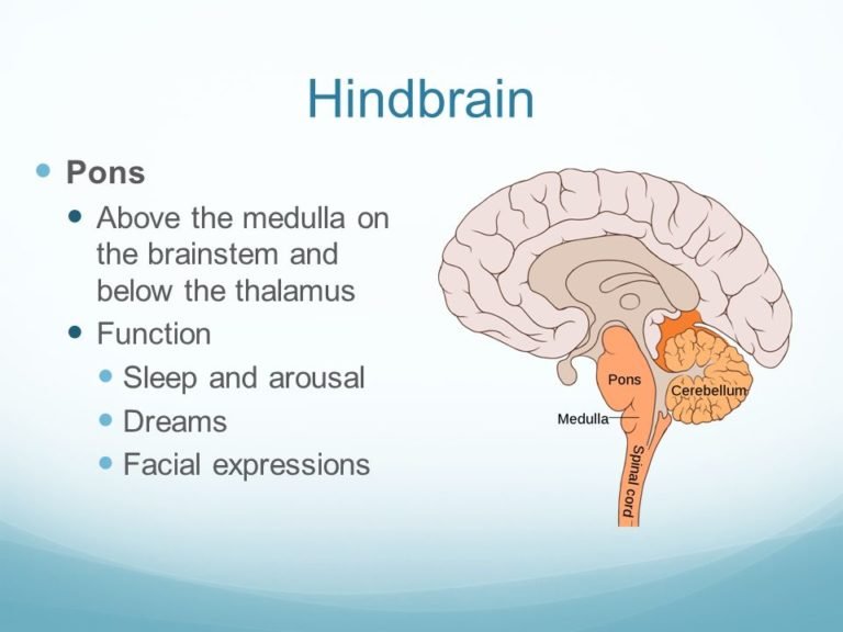Pons : Anatomy , Location & Function - Anatomy Info
