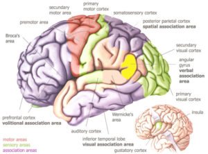 temporal lobe anatomy