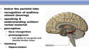 temporal lobe function