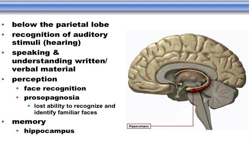 Temporal Lobe Anatomy Location Function Anatomy Info