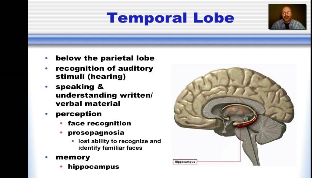 Temporal Lobe Function Anatomy Info 3332