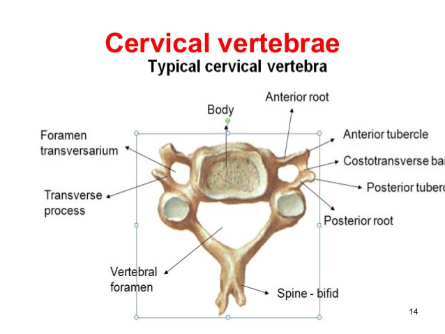 typical cervical spine