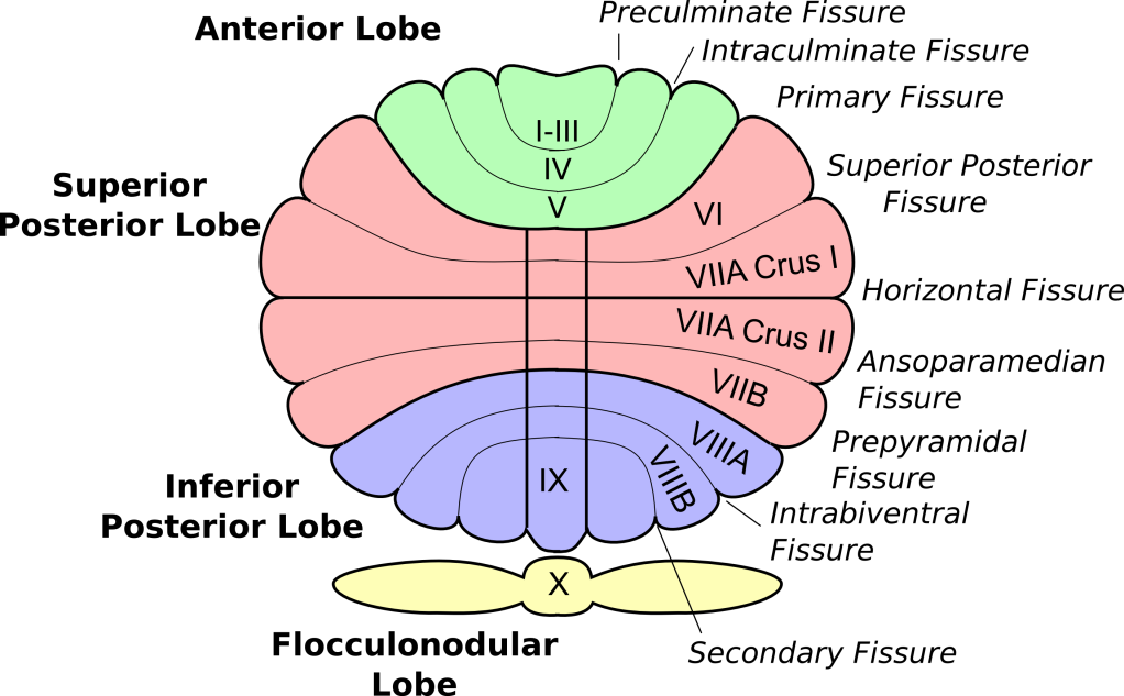 Cerebellum anatomy