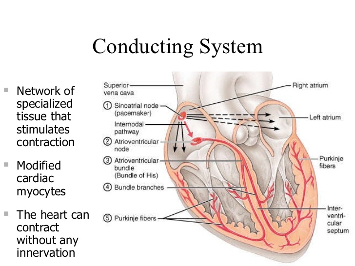 Purkinje Fibers Anatomy Location Function Neet Pg Www Medicaltalk Net The Best Medical Forum For Medical Students And Doctors Worldwide