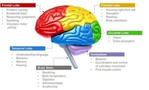 Parts of the Brain & Function - Anatomy Info