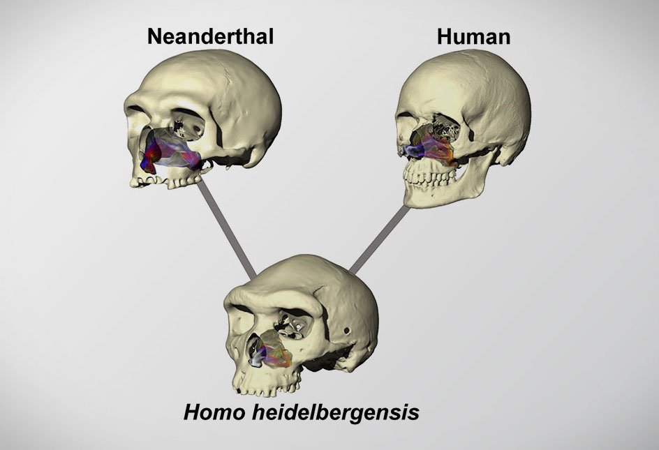 differences between Neanderthal skulls and human skulls - Anatomy Info